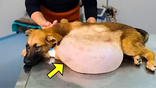 Dog Was Left ABANDONED By Owner Because Of His Huge Tumor, Then Something Shocking Happened!