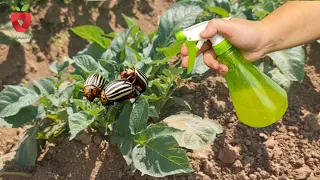 Protect potatoes from potato beetle in a natural way