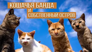 ОСТРОВ КОШЕК | Собакам тут не рады.