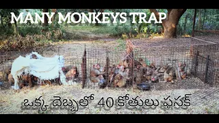 How to make many monkeys trap///man traps and catches many monkeys at one go