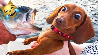 Best Funny Animal Videos - Super Funny Pets - Cute Dogs And Cats #2