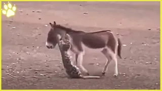 15 Merciless Moments Of Donkeys Taking Out Their Anger