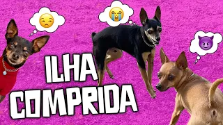 PINSCHERS AVENTUREIROS NA ILHA COMPRIDA| SP| Vlog| Dicas de viagem| Viagem com cães