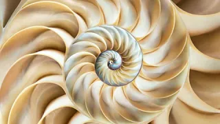What Is A Chambered Nautilus?
