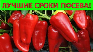 ЛУЧШИЕ СРОКИ ПОСЕВА ПЕРЦА НА РАССАДУ. Когда сажать сладкий перец.