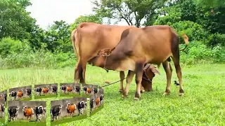 Amazing Video Of Cow Bull drinking  | Short |Cute Animals