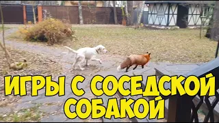 ЛИ СЯО. Лиса - Алиса. Зазевавшийся Белый и игры с соседской собакой. Забавные моменты.