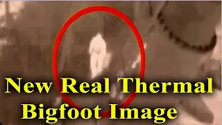 New Thermal Bigfoot Image