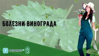 Болезни винограда