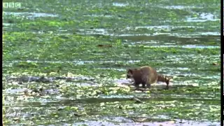 Енот трепет крабов | Raccoon vs Rock Crab | Blue Planet | BBC