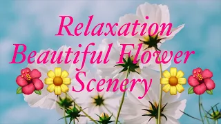 Beautiful Flowers | Beautiful Pictures Of Flowers Nature & The Best Relax Music • 1 HOUR