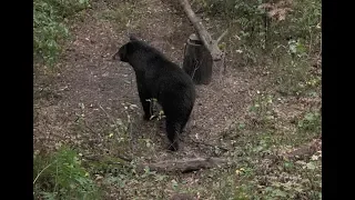 Bear Hunting (Wisconsin Do It Yourself)