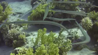 Egypt RED SEA Diving Heaven in HD