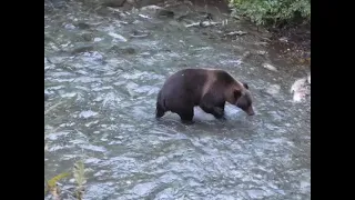 Grizzly bear, Fish Creek near Hyder, AK