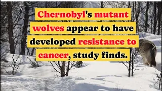 Chernobyl's mutant wolves appear to have developed resistance to cancer #ScienceNews #Wolves #Cancer