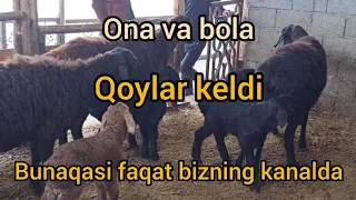 shoshling 4/dona ona bola qoylar keldi.+998 93 003 40 40