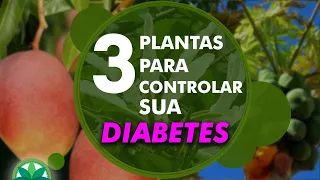 3 plantas para controlar sua diabetes