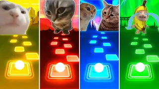 Vibing Cat vs Chipi Chipi Chapa Chapa Cat vs Talking Cats vs Banana Cat - Tiles Hop EDM Rush