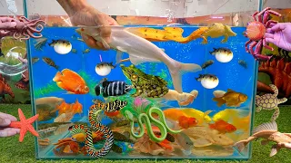 Video tổng hợp cá cảnh đẹp, động vật dễ thương, cá nóc, ngân long abino, bạch tuộc, ếch, rắn bông