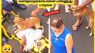 வளர்த்தவருக்காக என்ன செய்துன்னு பாருங்க | Pets Who Fiercely Protected Their Owners