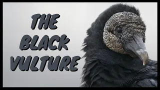The Black Vulture: Everything You Need To Know | Eating, Sound/Call, Behavior, Flying, Habitat, Ect.