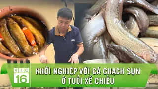 Khởi nghiệp với cá chạch sụn ở tuổi xế chiều | VTC16