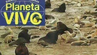 Planeta Vivo - A Costa dos Esqueletos