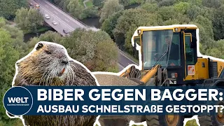 BAUSTOPP IN HANNOVER? Biber gegen Bagger - Südschnellweg-Ausbau in Gefahr