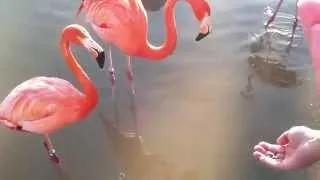 Hand Feeding Flamingos At SeaWorld