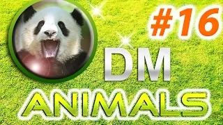 Funny animals compilation 2014 / Смешные животные Супер Подборка 2014