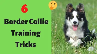 How to Train a Border Collie? 6 Border Collie Tricks and Commands