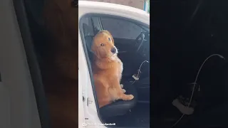 Perrito sube al carro de su dueña para que lo lleve con ella al trabajo: video conmueve a Internet