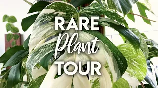 Summer 2020 Rare Houseplant Tour! | My Rare Houseplant Collection