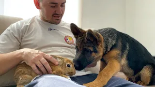 German Shepherd Puppy Meets Bunny Sam for the First Time!