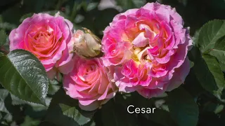 О любимых сортах роз: Cesar, Mme de Stael, Acropolis, Laurent Cabrol, Rosomane Janon 30.06.2021