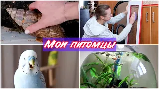 ОБЗОР НА ВСЕХ МОИХ ЖИВОТНЫХ