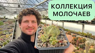 МОЛОЧАИ (EUPHORBIA) // КАКТУСЫ ЦВЕТУТ И ГОТОВЯТСЯ К ЗИМОВКЕ