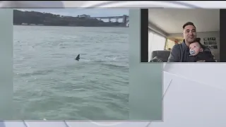 Great white shark spotted in San Francisco Bay