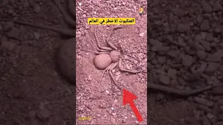 العنكبوت الرملي من اخطر العناكب في العالم يدفن نفسه بطريقة ادهشت العالم #shorts