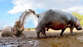 That's How Hippos Feed Their Young: Nature's Raw Realities