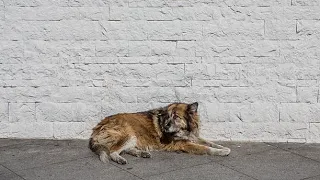 Жители Нижневартовского района приютили бездомных собак