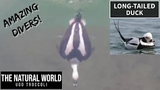 Long-tailed Duck - Amazing diving duck!