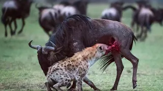 Wildebeest Struggles for Survival Against Lone Hyena Attack.