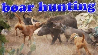 boar hunting with dogs. охота на кабана с собаками