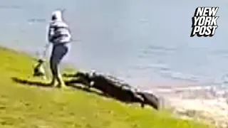 NEW VIDEO: terrifying moment 700-pound alligator kills Florida woman, 85 | New York Post