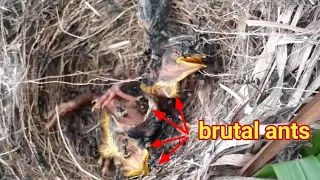 the mother bird is unable to help her child from ant attack to death
