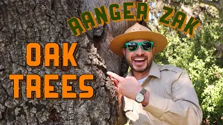 All About Oak Trees | Nature Education for Kids