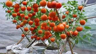 You don't have to spend money buying tomatoes anymore. Use this method of growing tomatoes now