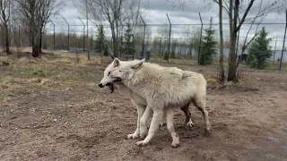 Альфа волчица уложила на лопатки полярного волка‼️Кабаны вырубили лес.