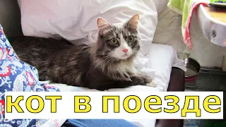 КАК ПЕРЕВЕЗТИ КОТА В ПОЕЗДЕ/ КОТ КУЗЬМА В ПОЕЗДЕ